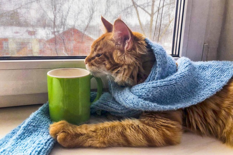 Кот заболел