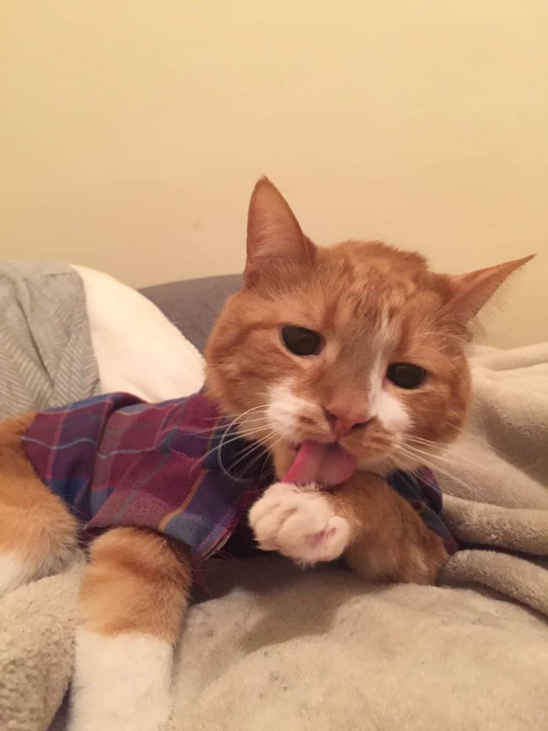 Котик болеет