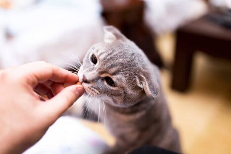 Котенок с градусником