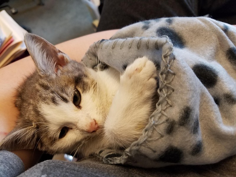 Наш котенок заболел
