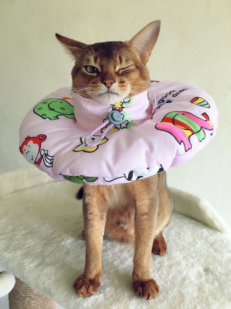 Мягкий воротник для кошек
