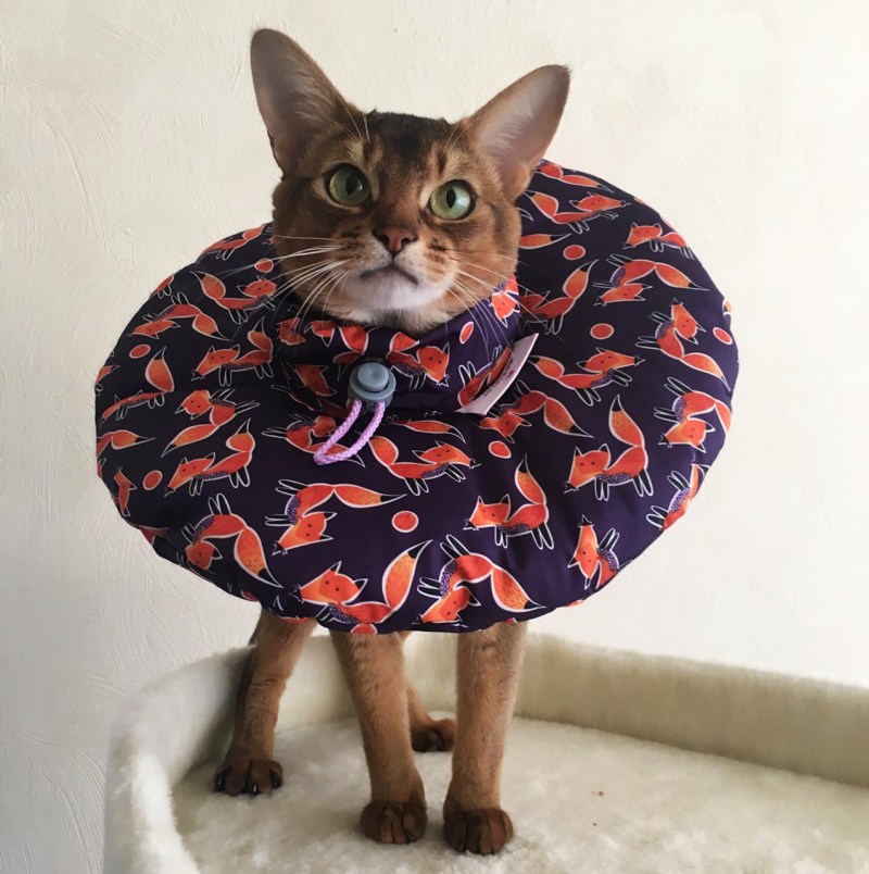 Воротник для кота