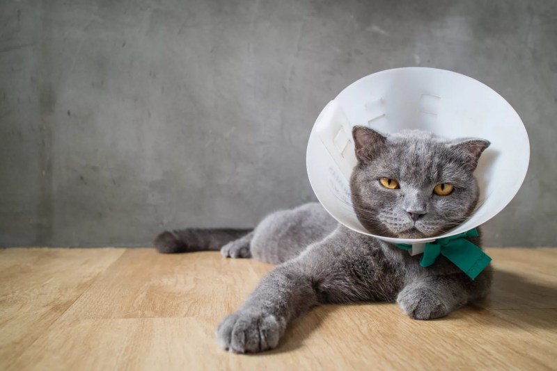 Воротник для кота