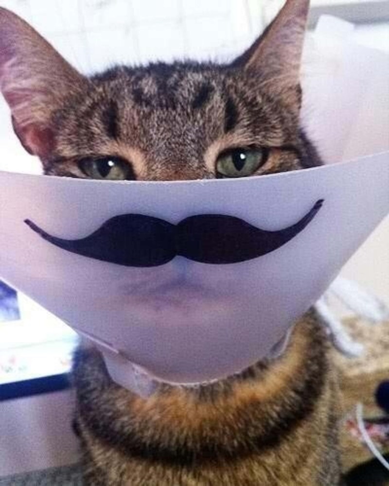 Воротник для котенка