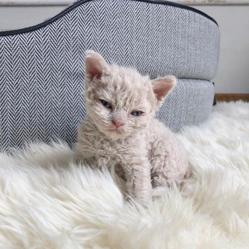 Кошка Селкирк рекс кудрявая
