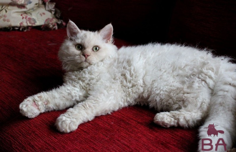 Selkirk Rex порода кошек