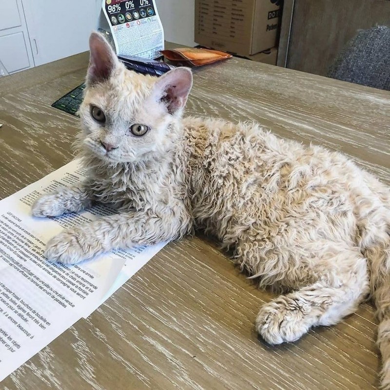 Кот Селкирк рекс