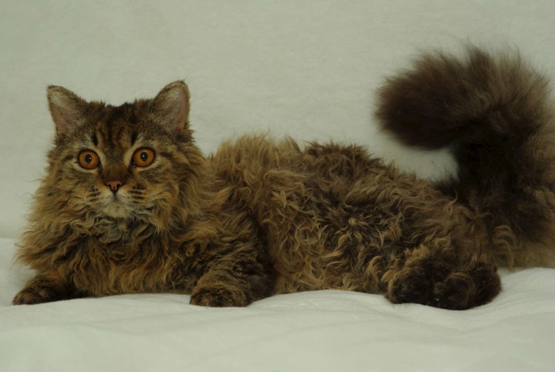 Коты породы Корниш рекс