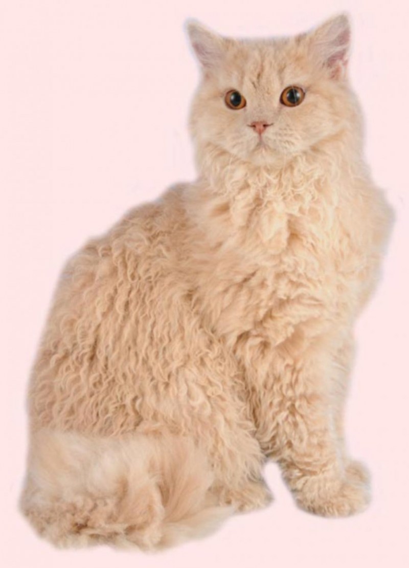 Лаперм кошка