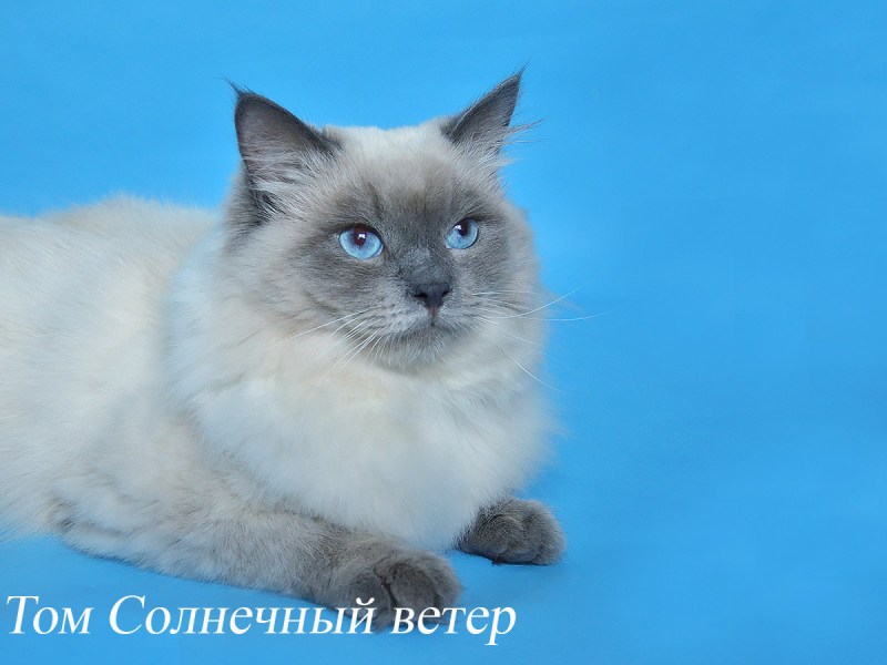 Невская Королевская кошка