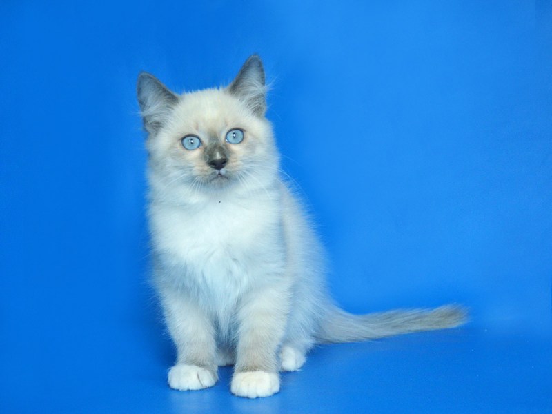Невская маскарадная кошка злая кошка