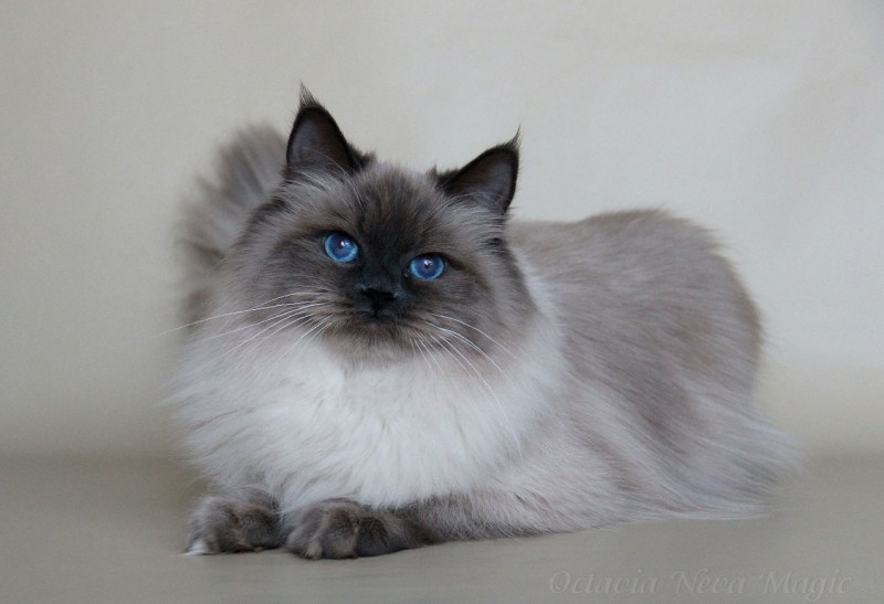 Сибирский Невский маскарадный кот