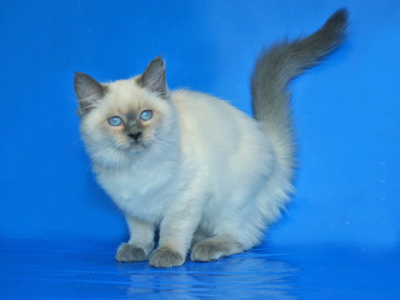 Сколько стоит Королевский кот в Тюмени