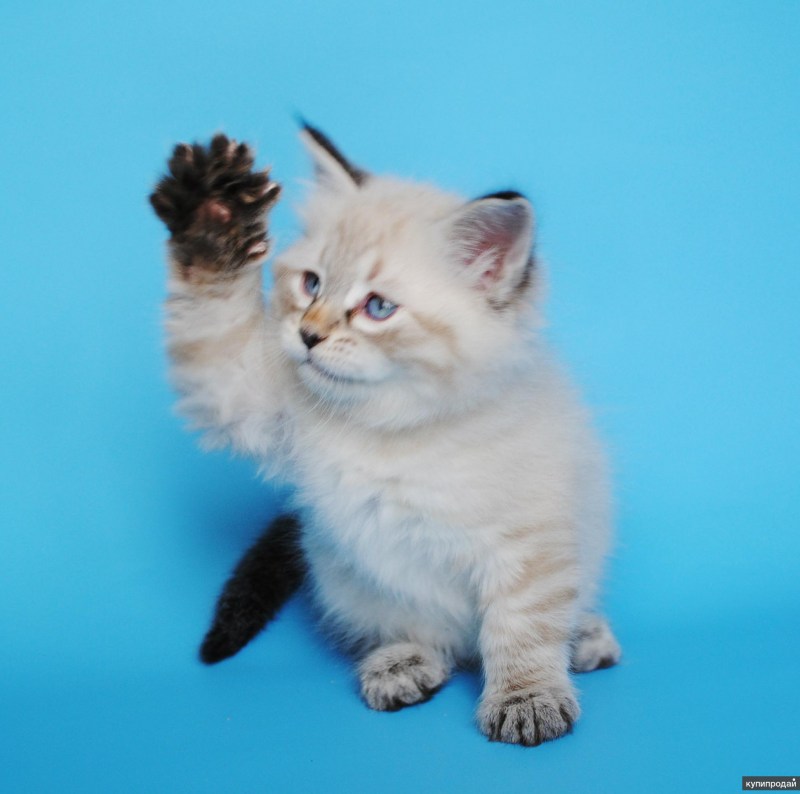 Королевские котики