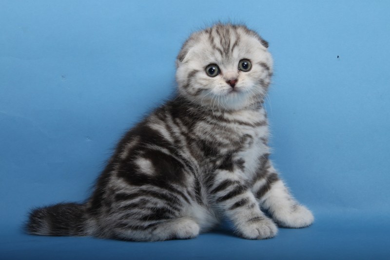 Шотландская вислоухая кошка мраморный табби