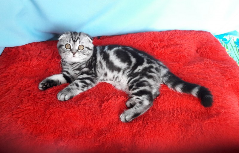 Шотландский скоттиш фолд мраморный