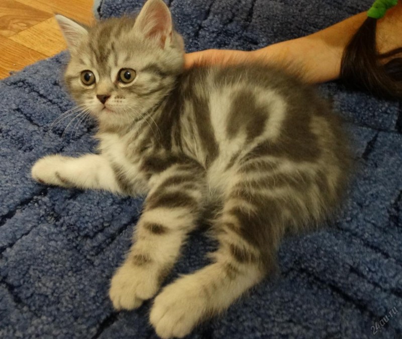 Мраморные котята шотландцы