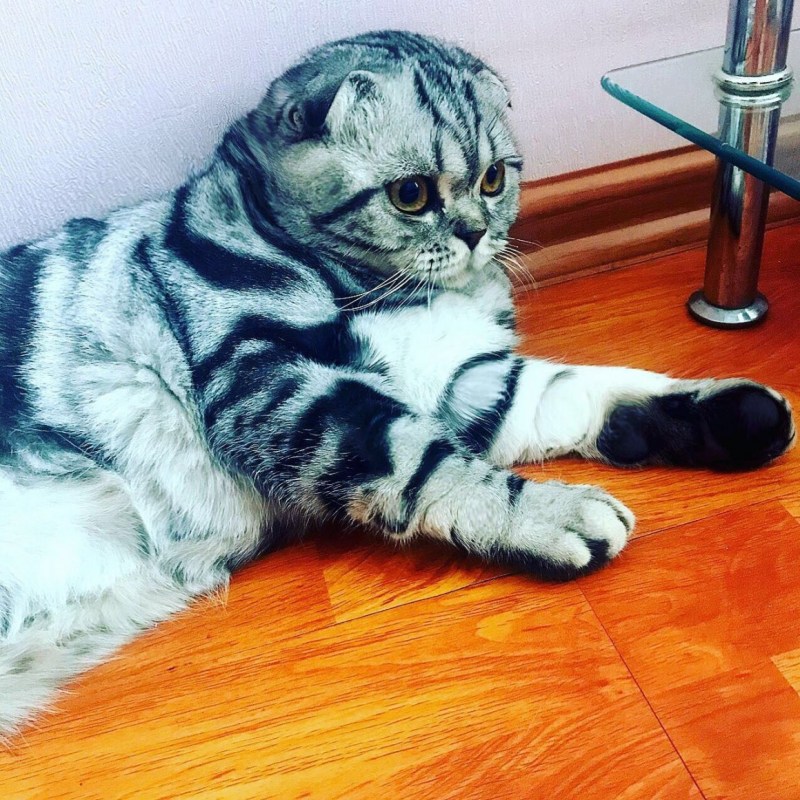 Скоттиш страйт кот мраморный