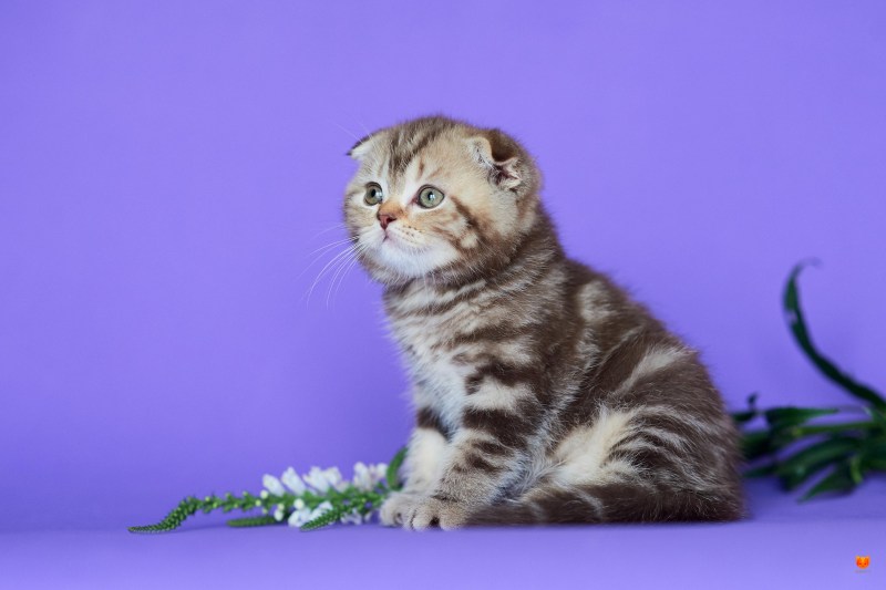 Скоттиш фолд мраморный