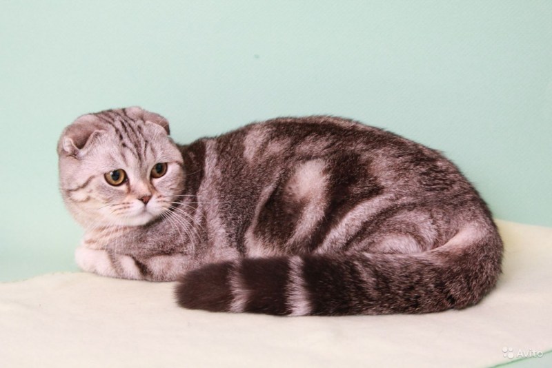 Котята Саранск мраморные шотландцы