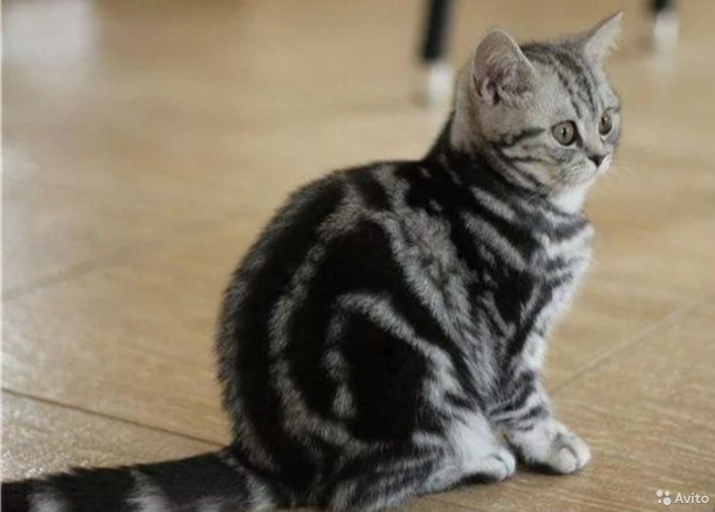 Шотландская вислоухая кошка мраморная