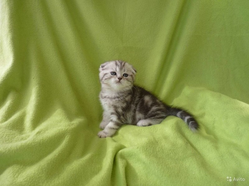 Шотландский скоттиш страйт мраморный