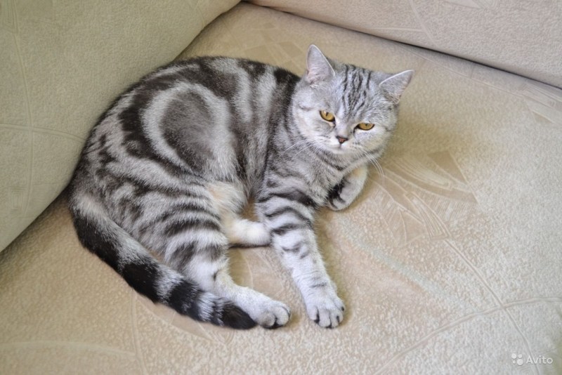 Шотландская прямоухая кошка мрамор