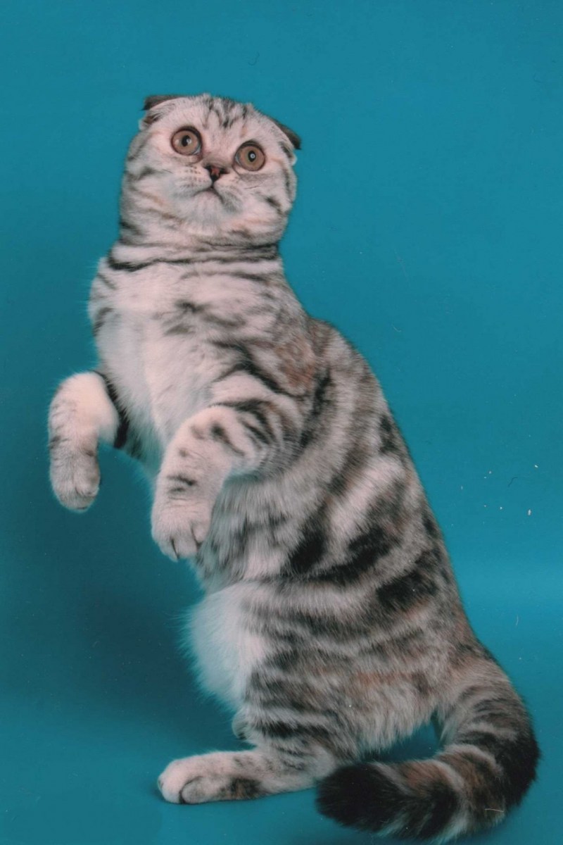 Кот шотландский скоттиш страйт мраморный