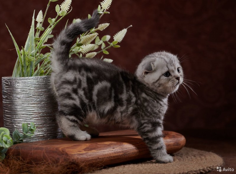 Шотландский кот прямоухий мраморный