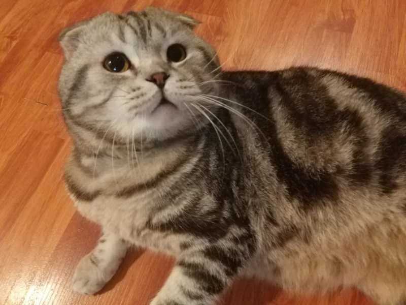 Скоттиш фолд шоколадный мрамор