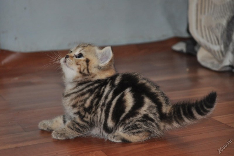 Шотландская кошка прямоухая