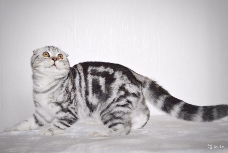 Шотландская вислоухая кошка мраморный табби