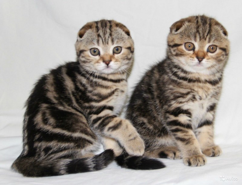 Шотландский скоттиш фолд мраморный котенок