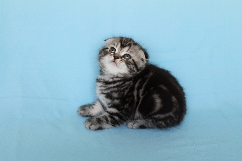 Шотландская вислоухая кошка вискас