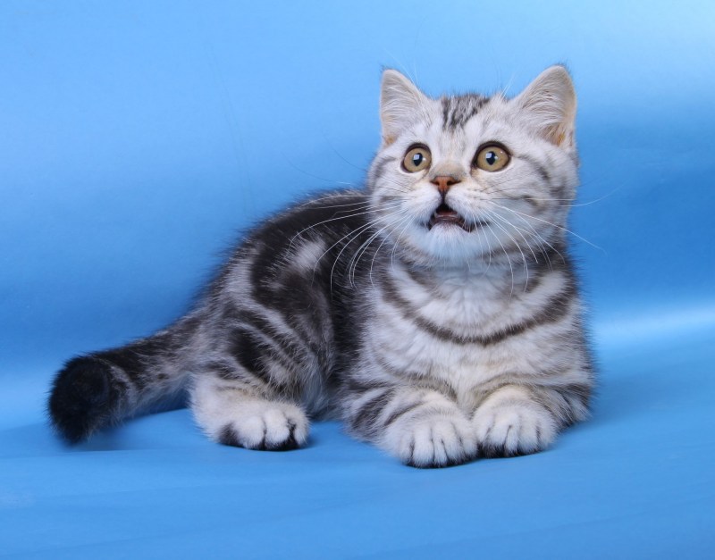 Шотландская мраморная кошка