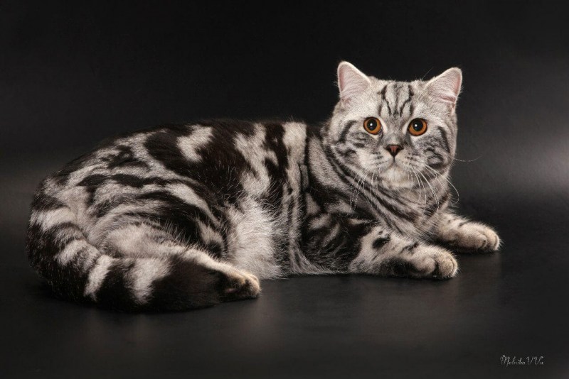 Шотландская кошка прямоухая мраморная