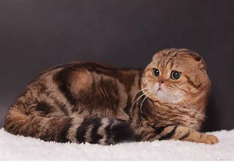 Шотландская кошка страйт мраморная