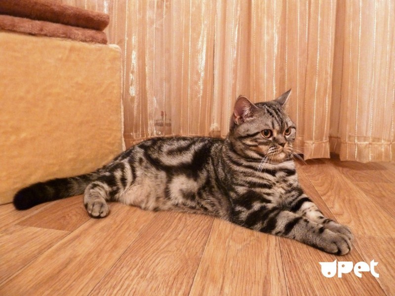 Скоттиш фолд мраморный табби