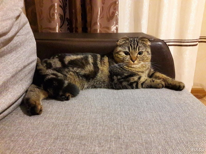 Мраморный табби шотландцы котята
