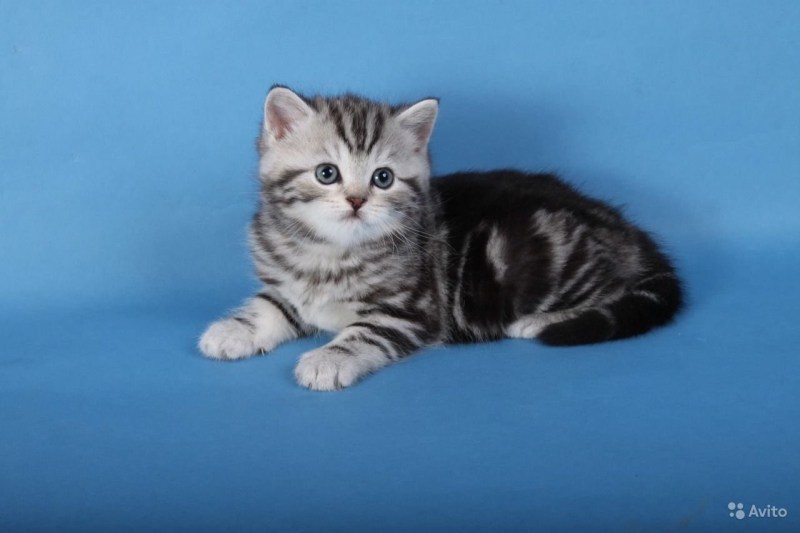 Скоттиш фолд мраморный табби