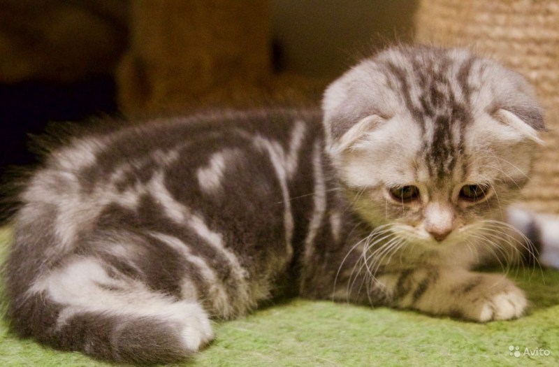 Котёнок шотландский прямоухий мраморный
