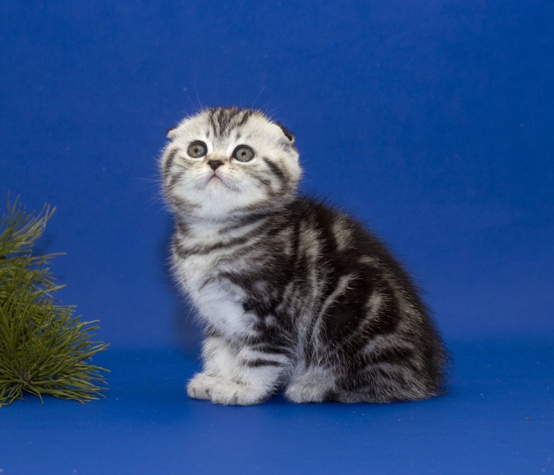 Скоттиш фолд