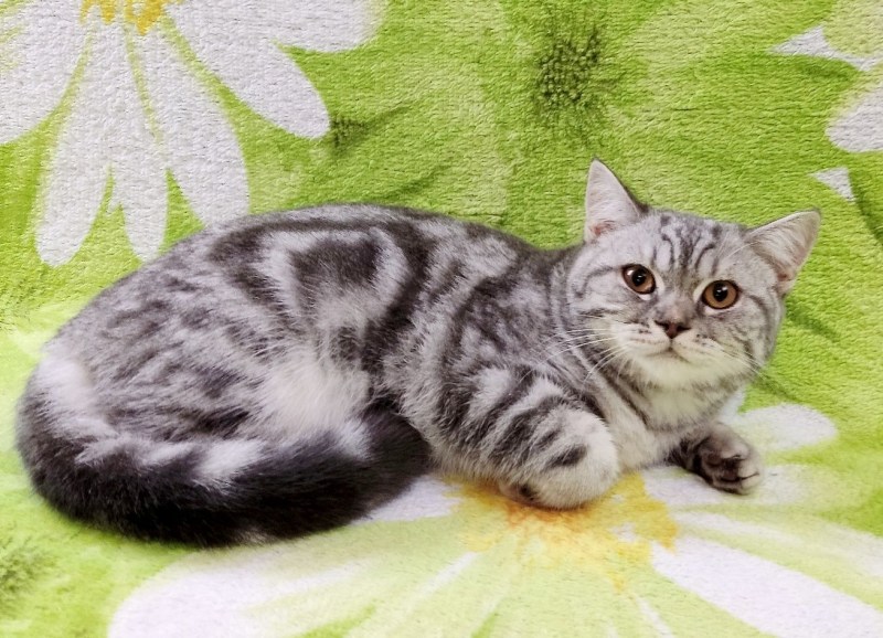 Шотландская скоттиш страйт мрамор на золоте
