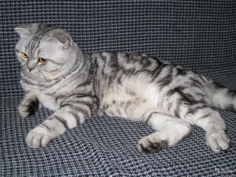 Шотландская вислоухая кошка мраморная