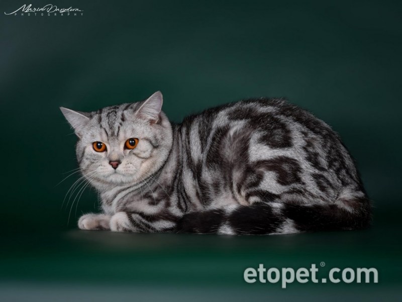 Шотландская прямоухая кошка мрамор