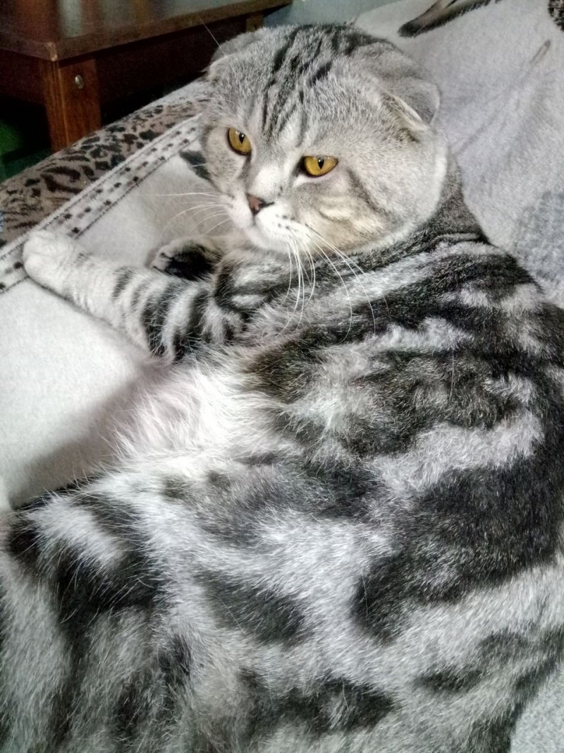 Шотландский скоттиш фолд мраморный котенок