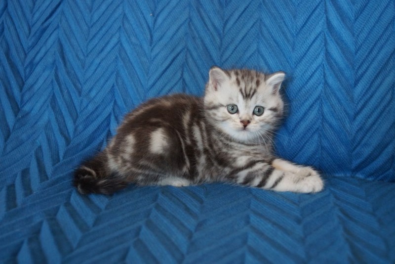 Шотландский скоттиш страйт мраморный