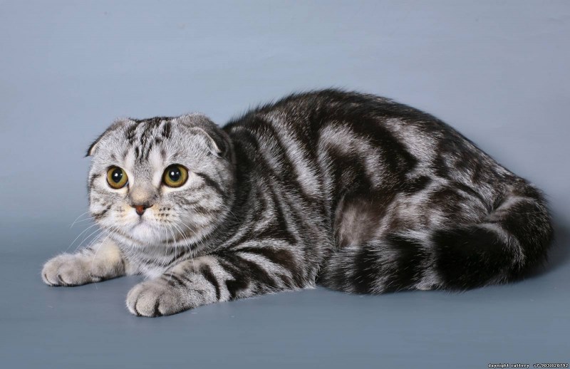 Шотландские котята страйт мрамор