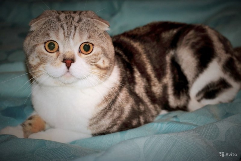 Шотландские котята прямоухие