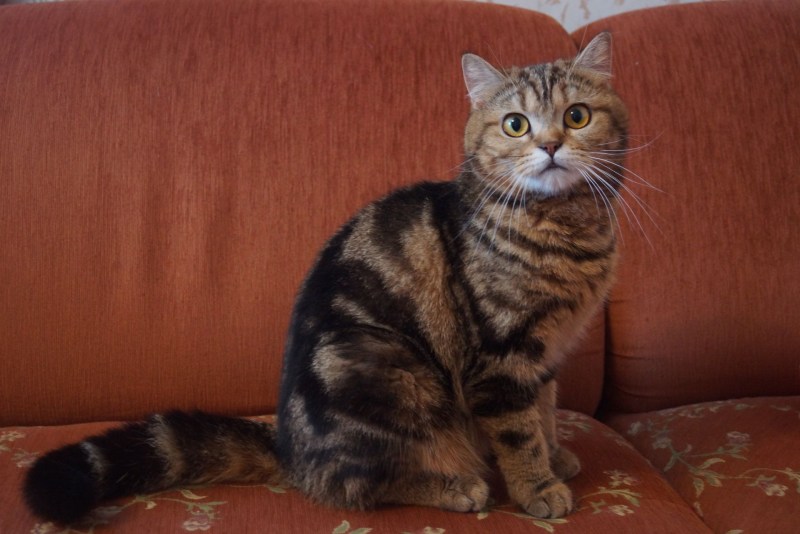 Шотландский страйт мраморный котенок